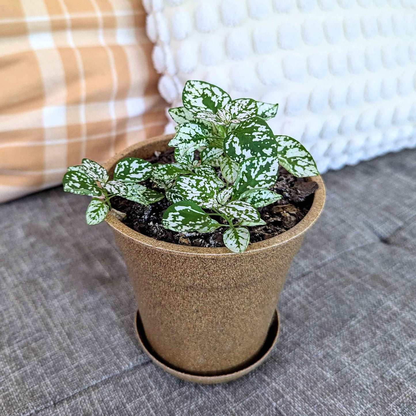 Hypoestes 'Polka Dot Plant' Seeds