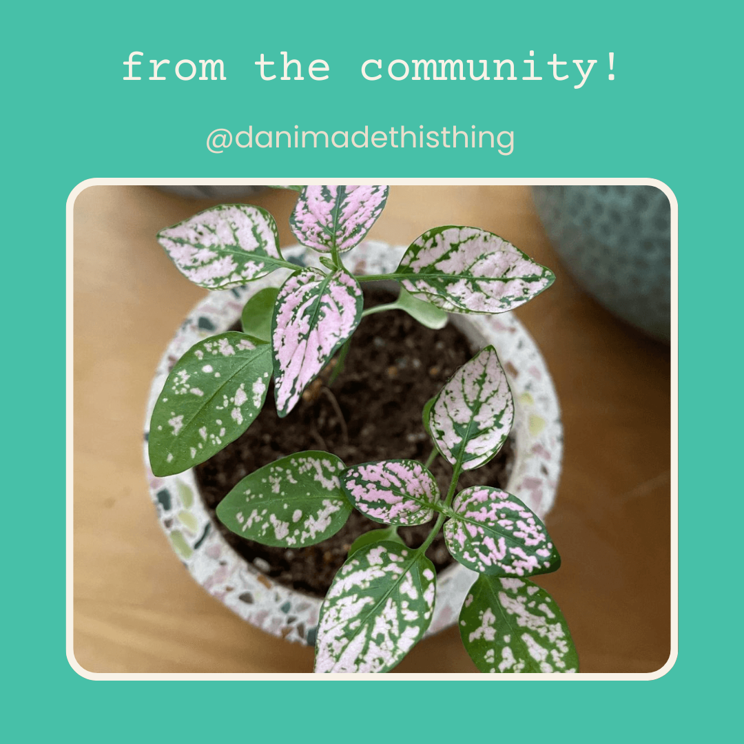 Hypoestes 'Polka Dot Plant' Seeds