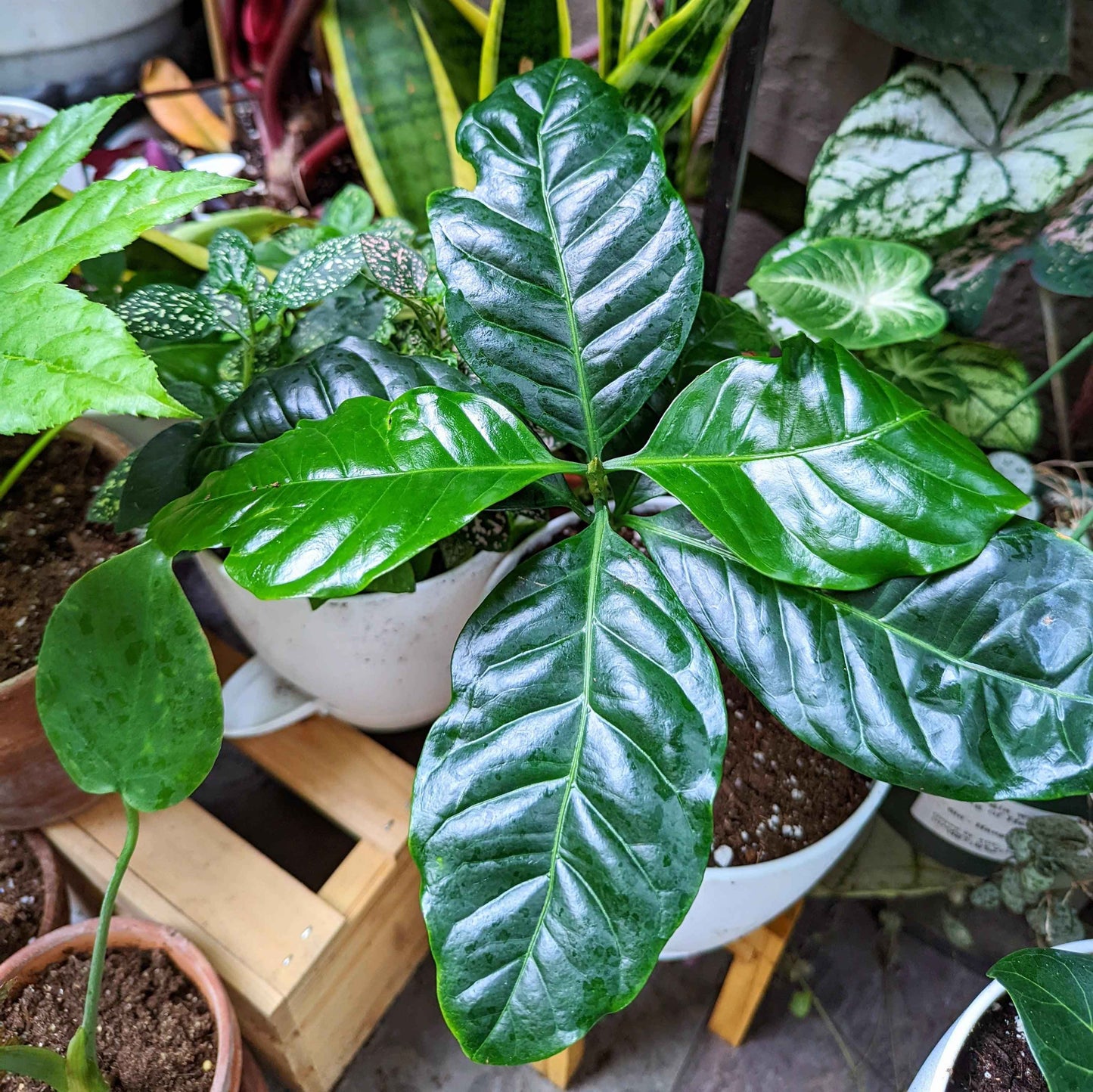 Grow a Coffee Plant Seed Kit