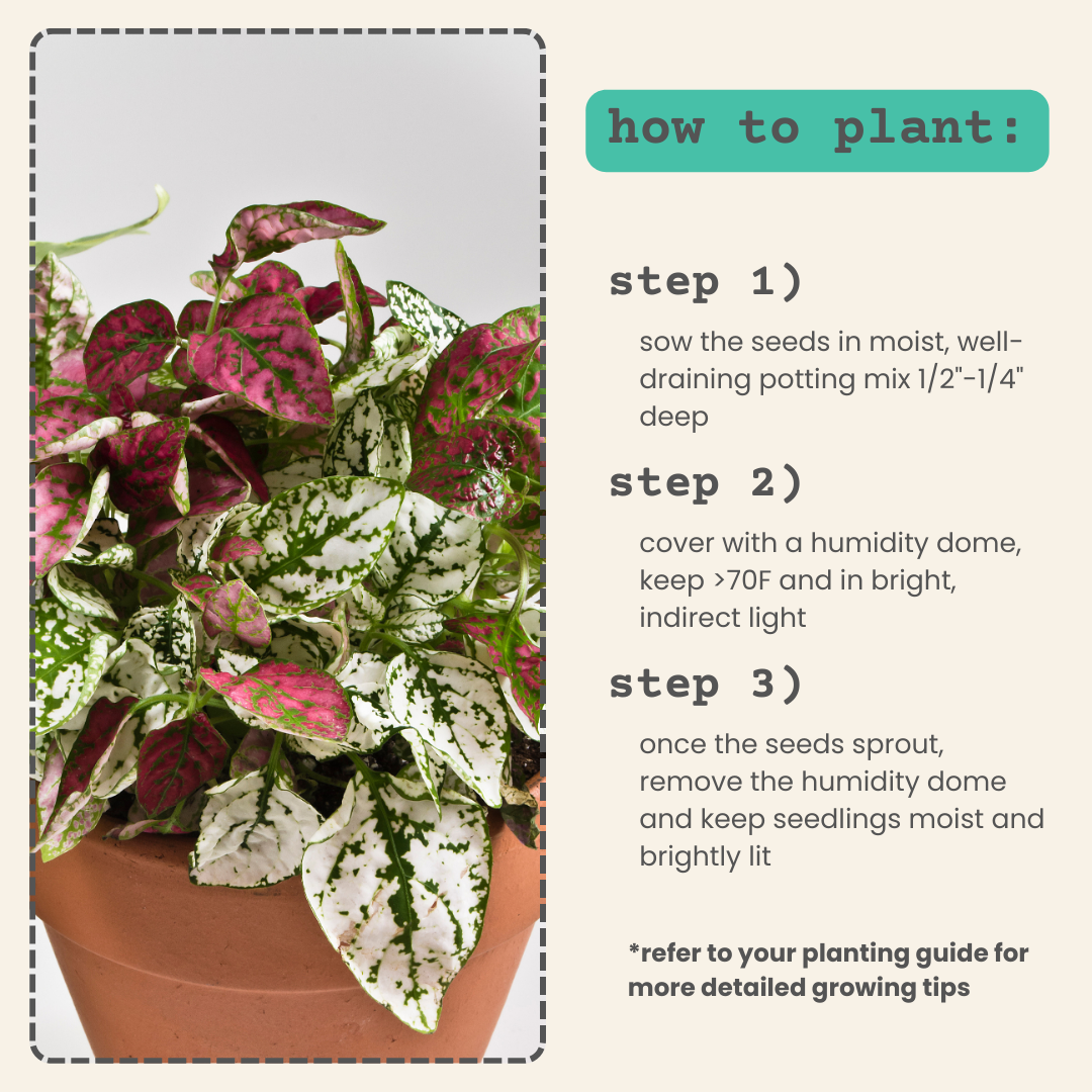 Hypoestes 'Polka Dot Plant' Seeds