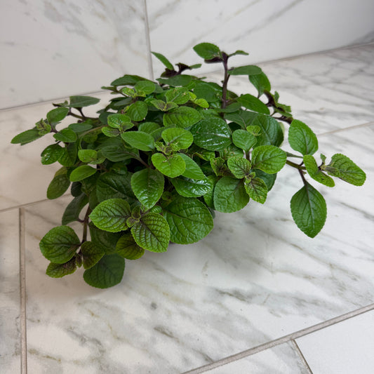 Plectranthus Swedish Ivy Purple, 6" Plant
