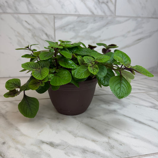 Plectranthus Swedish Ivy Purple, 6" Plant